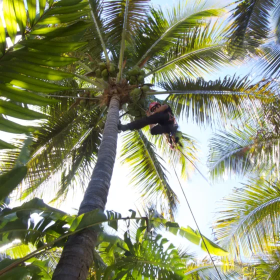Elagueur en exercice dans palmier royal