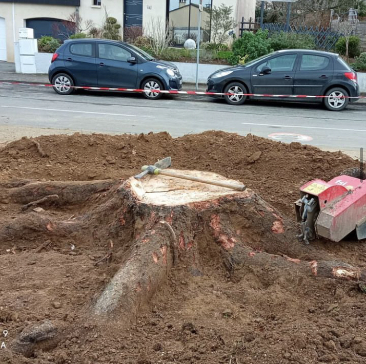 Rognage de souche d’arbre à La Réunion – Intervention Verti’Kal