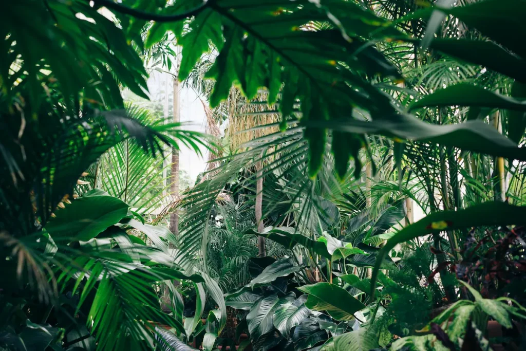 Aménagement paysager tropical dense avec palmiers et feuillages à Saint-Leu – Verti’Kal