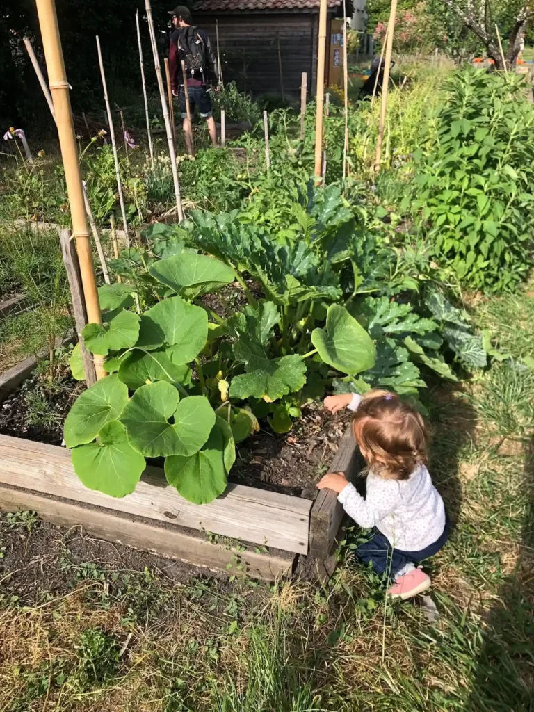 Potager pédagogique avec enfant observant les plantations – projet Verti’Kal à Saint-Leu