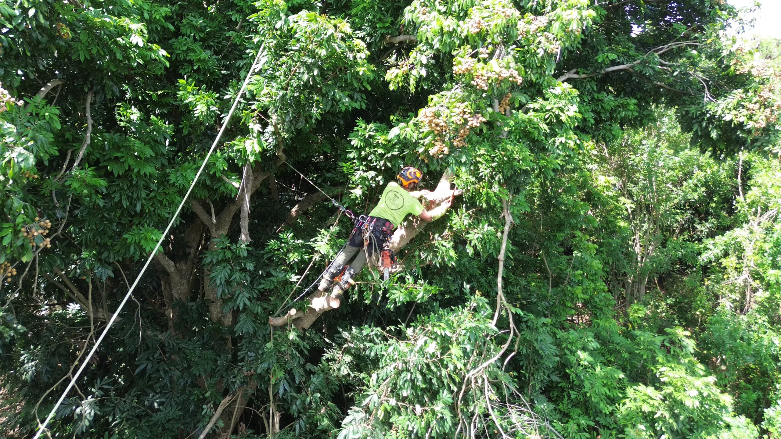 Élagage d’un longani à La Réunion par Verti’Kal, taille de cohabitation avec les infrastructures urbaines pour sécuriser bâtiments et réseaux.