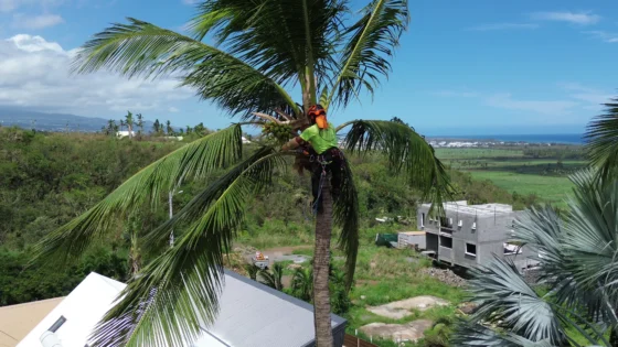 Arboriste grimpeur en intervention à La Réunion – Verti’Kal