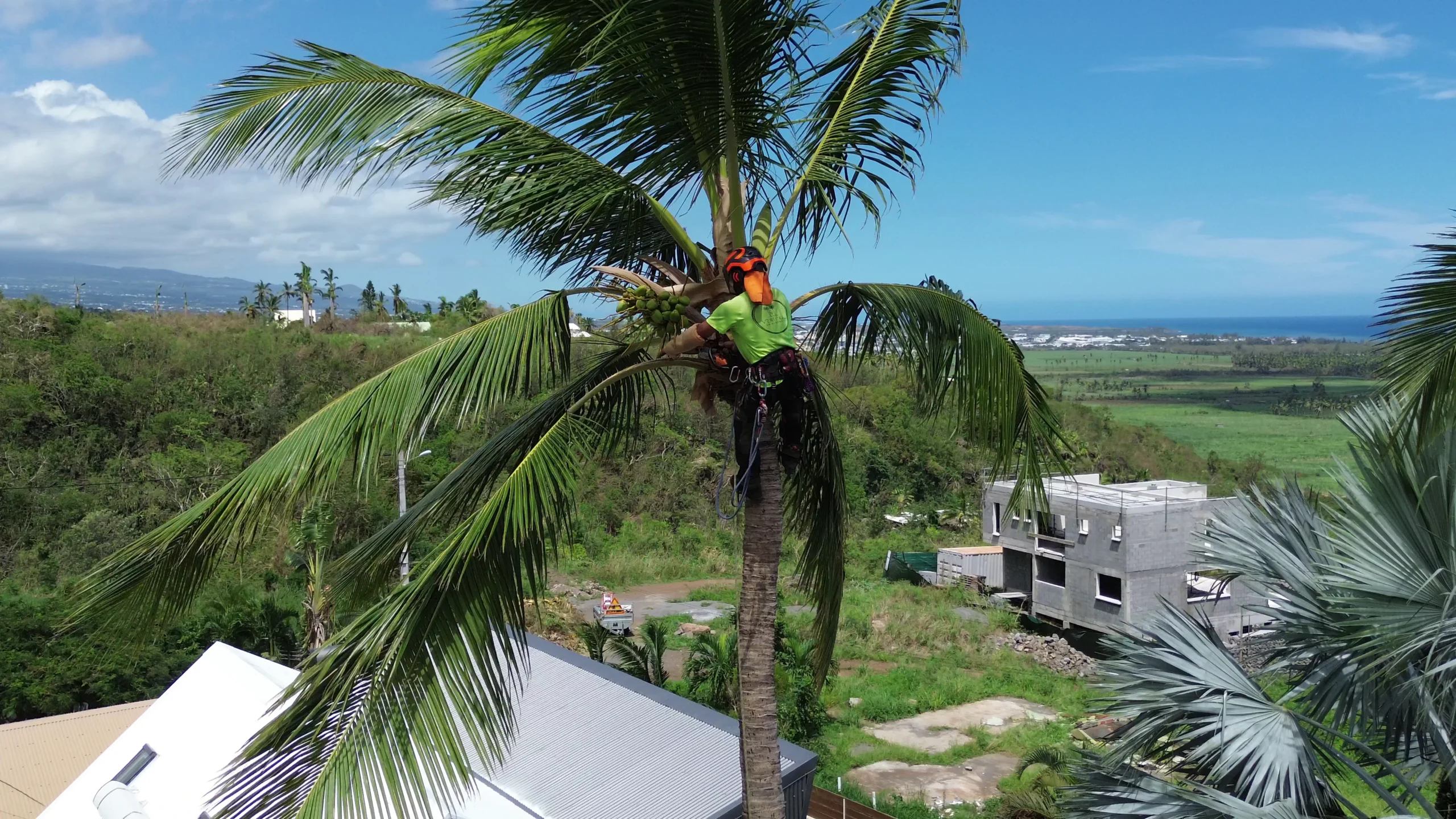 Nettoyage et élagage sécurisé d’un cocotier à Étang-Salé, La Réunion, réalisé par l’entreprise Verti’Kal avec suppression des palmes sèches et régimes