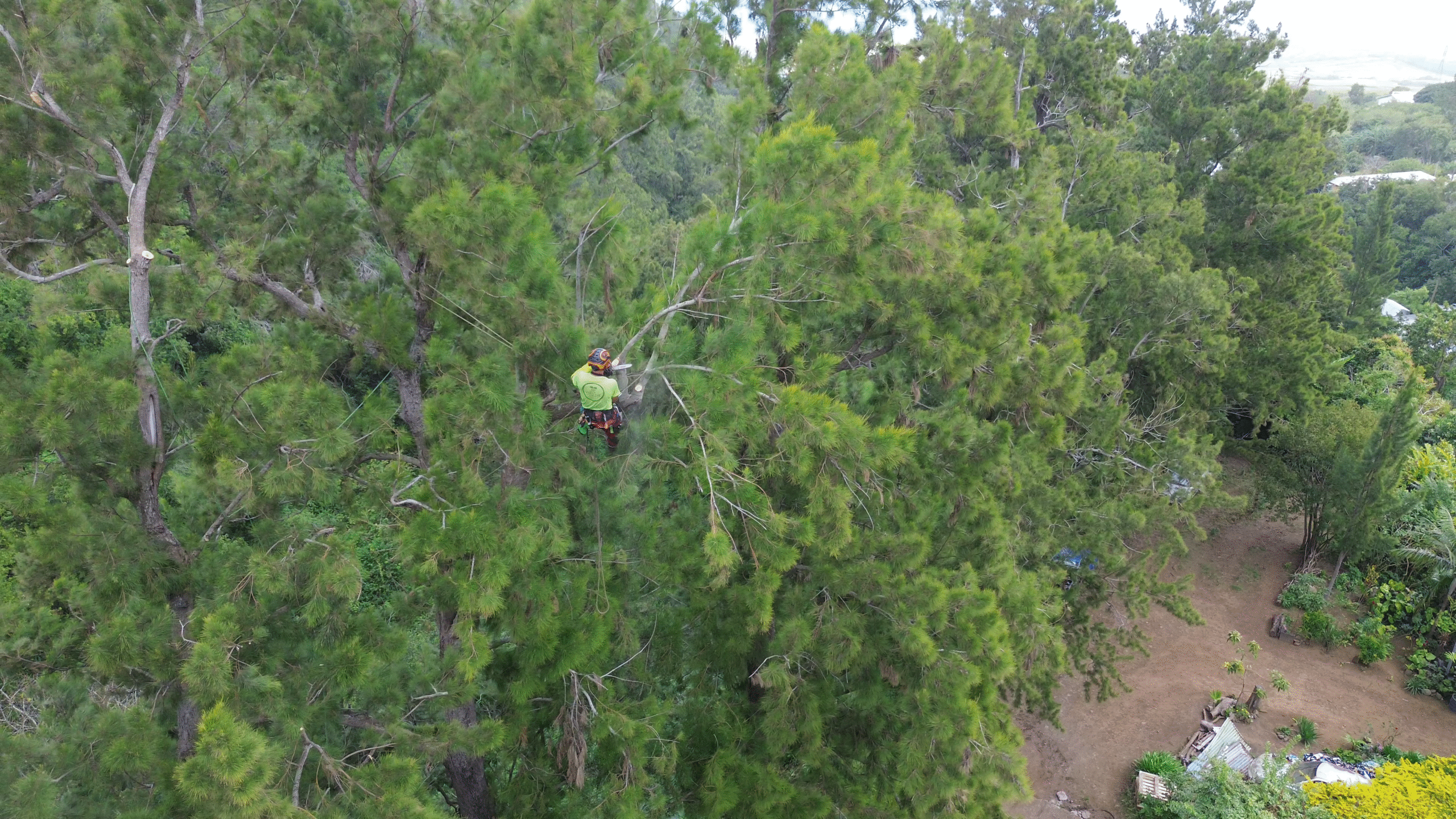 Élagage de grands filaos à Saint-Leu, La Réunion, par l’entreprise Verti’Kal pour sécuriser une zone résidentielle et réduire les risques liés au vent.